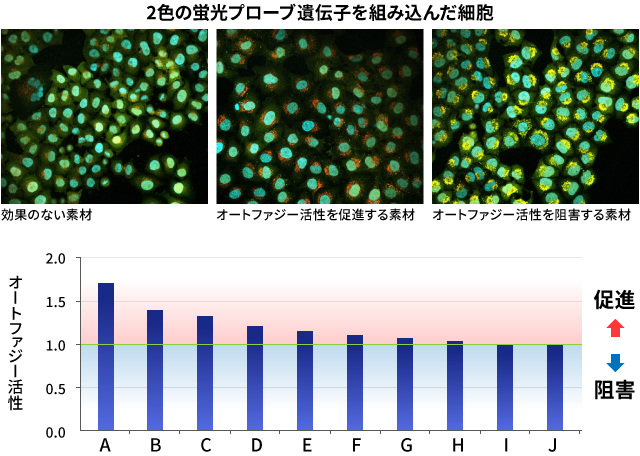 2色の蛍光プローブ遺伝子を組み込んだ細胞の蛍光の強さ測定／オートファジー活性の評価 図