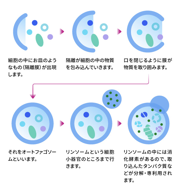 オートファジー（全身の細胞に備わっている分解機構）の流れ 図