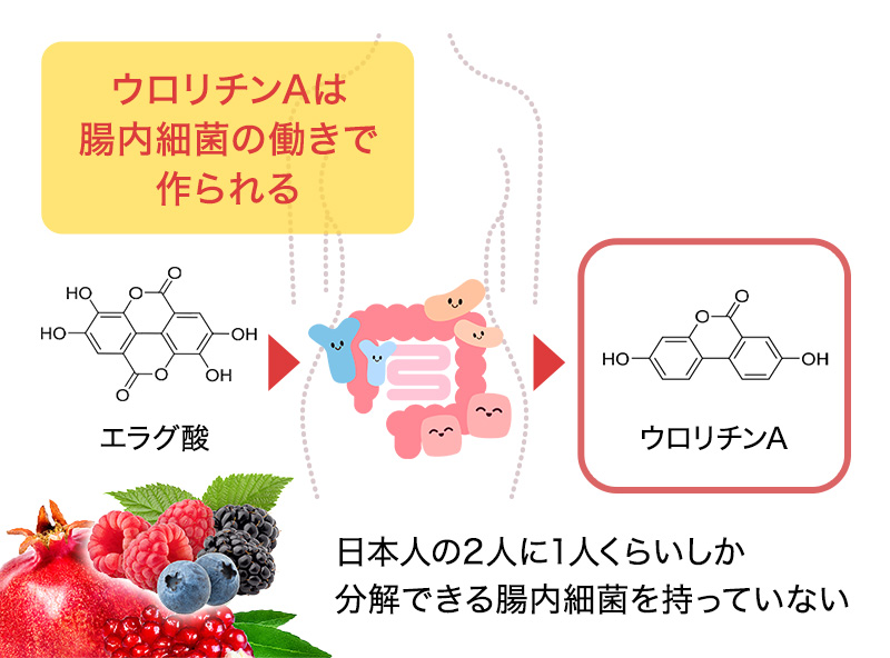 【公式】オートファジーを活性化する注目の成分ウロリチンとレスベラトロール Uhaヘルスケア研究所 ｜ Uha味覚糖