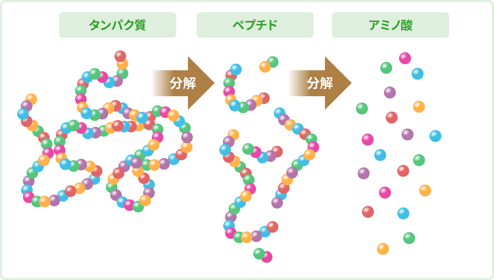 タンパク質→［分解］→ペプチド→［分解］→アミノ酸