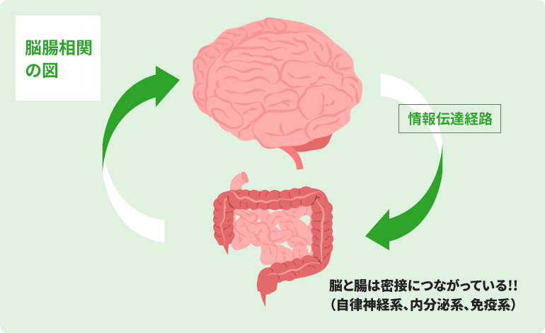 脳腸相関の図